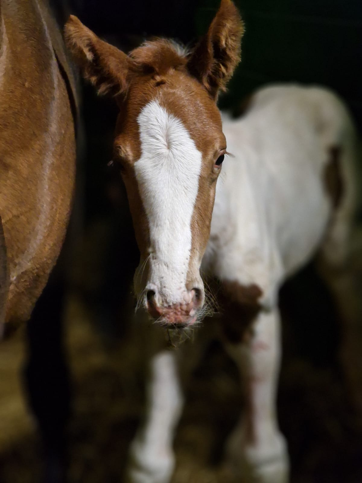 foto di Draco degli Astri Z