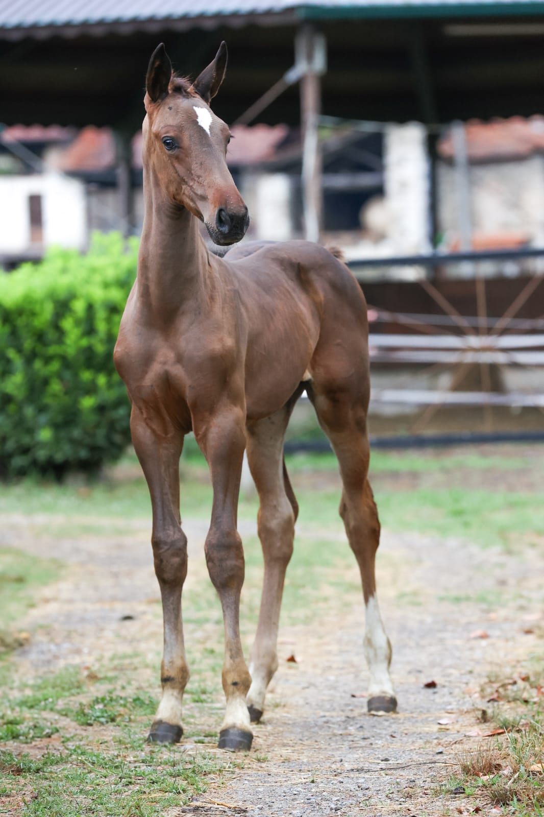 foto di Juliet degli Astri Z