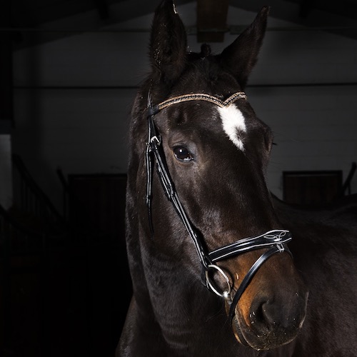 Cassiopea della caccia