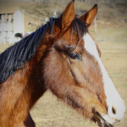 Castor fly degli astri