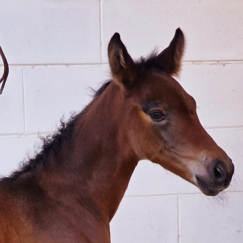 Dancing in the Dark Astri Z