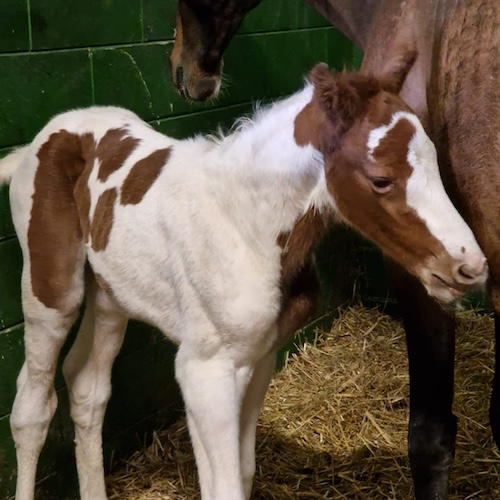 Dancing in the Moonlight Z