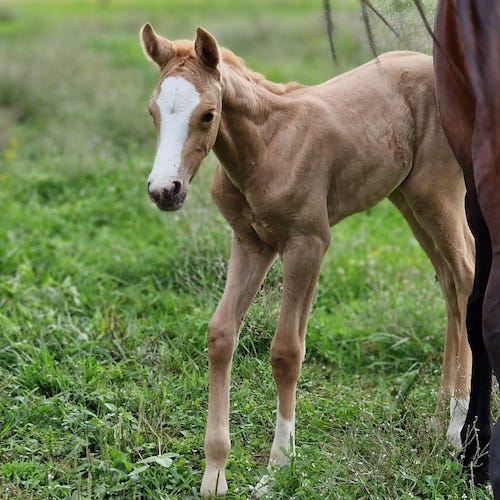 Diadema degli Astri Z