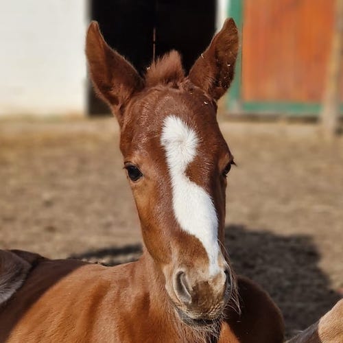 Ember Lux Z