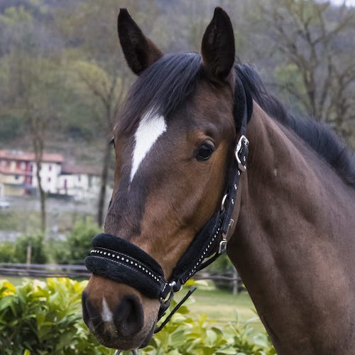 Halley's comet degli astri