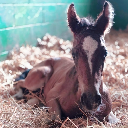 Hermes degli Astri Z