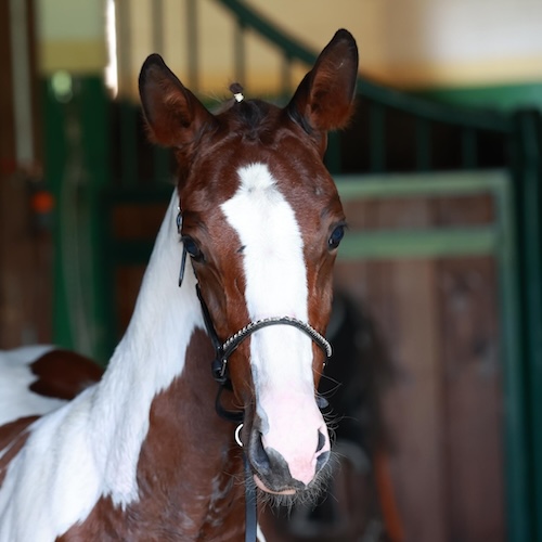 Hubble degli Astri Z