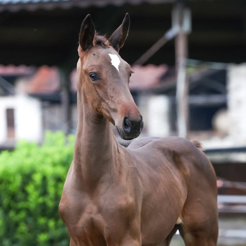 Juliet degli Astri Z