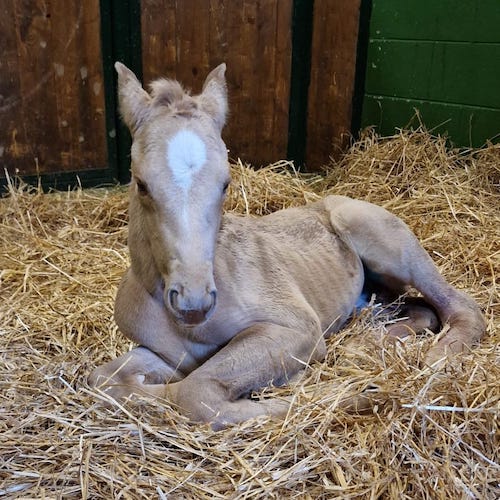 Mimosa degli Astri Z