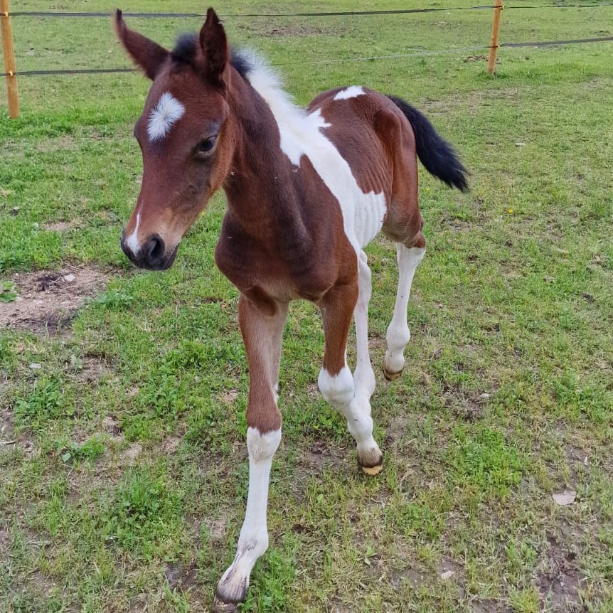 Musica degli Astri Z