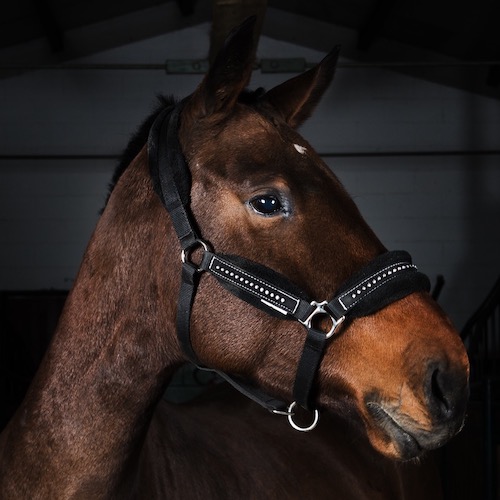 Number cera della caccia