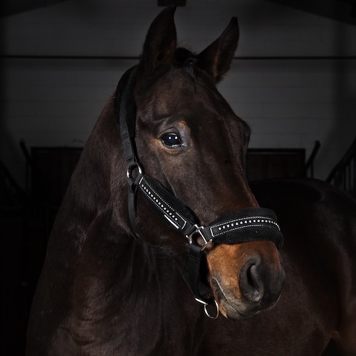 Sandrina della caccia