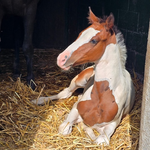 Ultralux degli astri Z