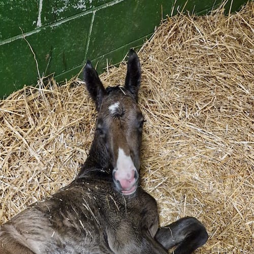 Umbriel degli Astri Z