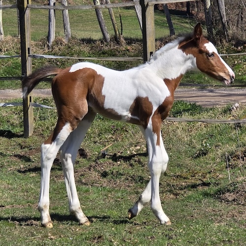 Unna Bella degli Astri HDD Z