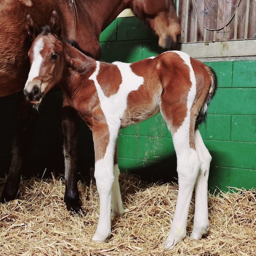 Ursa major degli astri Z