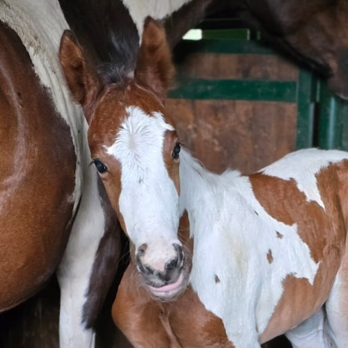 Vesper degli Astri Z