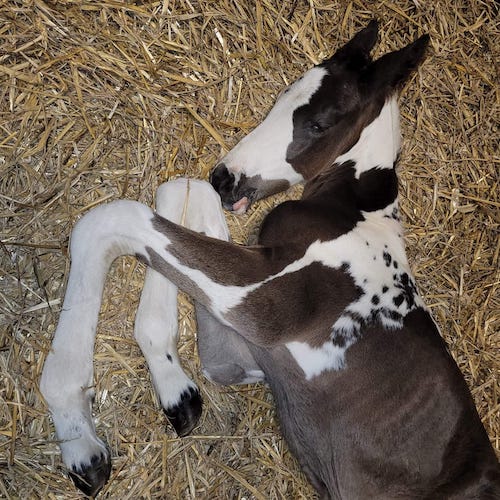 Vin Brûlé Sterrebornehof Z