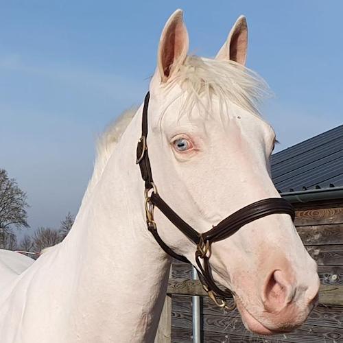 X-Tra Krem's Painted Blue