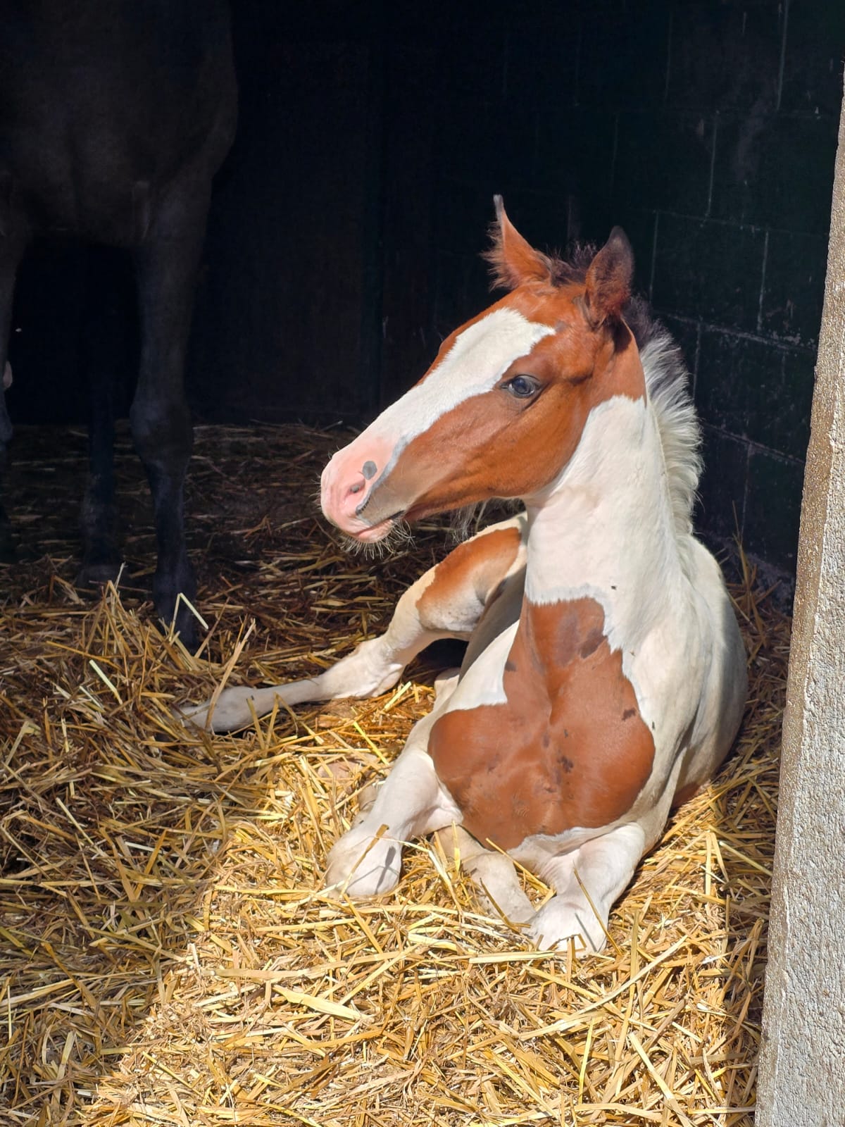 foto di Ultralux degli astri Z