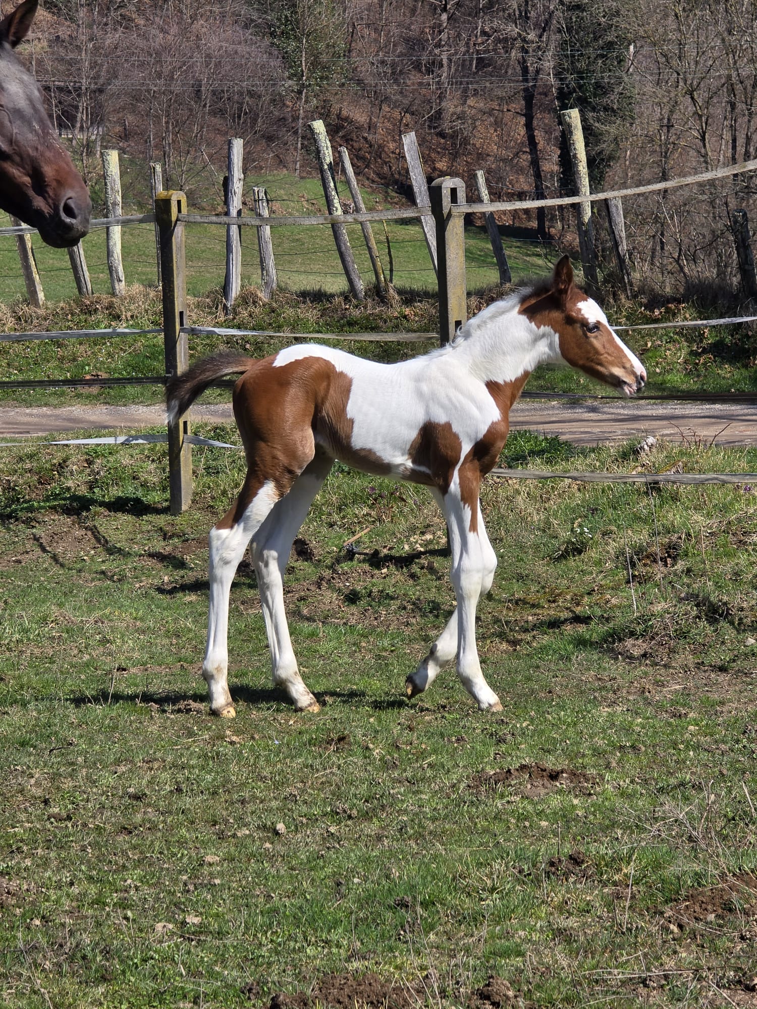 foto di Unna Bella degli Astri HDD Z